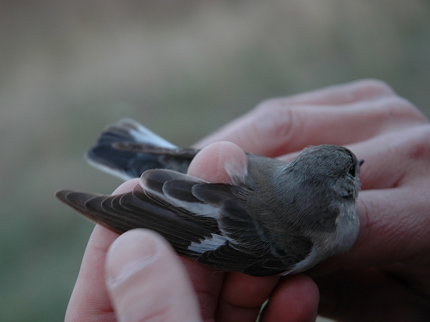 Collared Flycatcher, Sundre 20060506